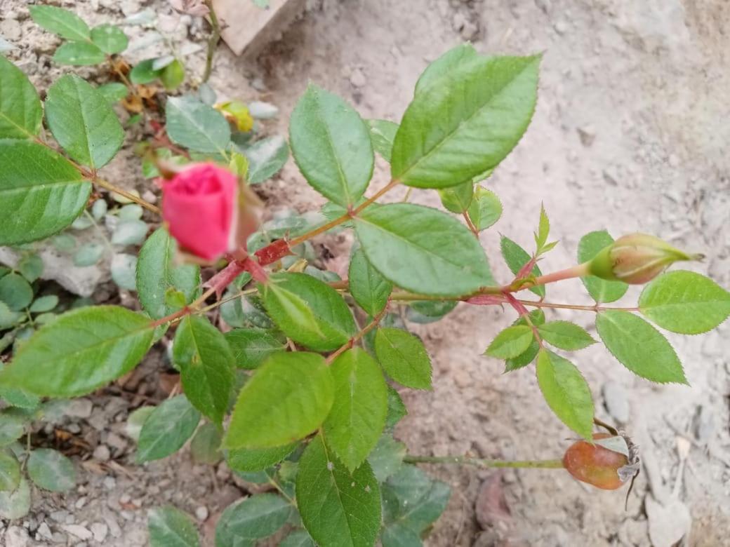 منزل الضيف Nuevo Imperial  في La Vina De Oscar المظهر الخارجي الصورة