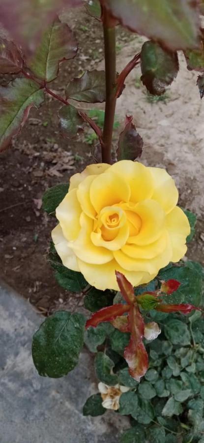 منزل الضيف Nuevo Imperial  في La Vina De Oscar المظهر الخارجي الصورة